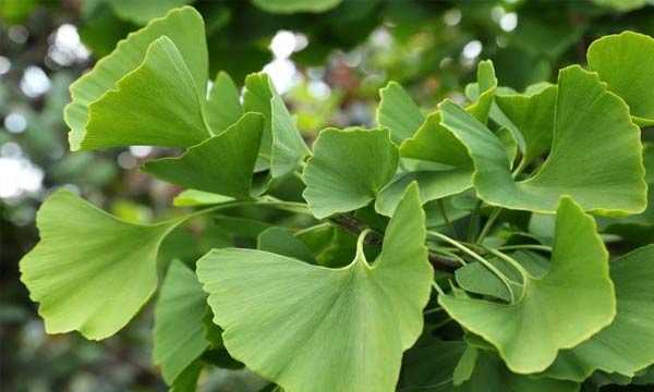 Ginkgo  Memorial Sloan Kettering Cancer Center