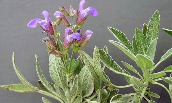 Salvia blanca Cuidados (Plantando, Fertilizantes, Enfermedades) -  PictureThis